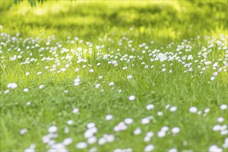 Lawn with daisies in the park