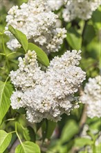 Blooming lilac in the botanical garden in spring