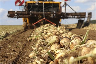 Farmer Markus Frank from Frankenthal during the agricultural onion harvest (onion harvesting)