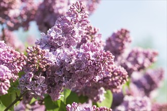 Blooming lilac in the botanical garden in spring