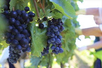 Grape grape harvest: Hand-picking Pinot Noir grapes in the Palatinate (Norbert Groß Winery,