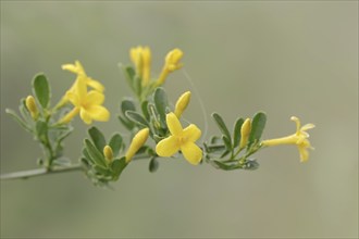 Shrub jasmine or shrubby jasmine (Chrysojasminum fruticans, Jasminum fruticans), branch with