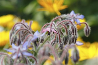 Borage (Borago officinalis), flowers and buds, North Rhine-Westphalia, Germany, Europe