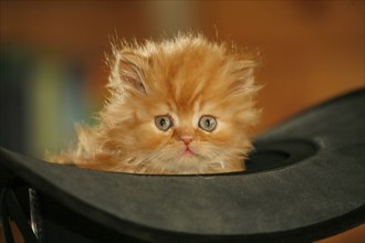 Persian cat, long-haired cat, sits in the hat