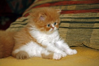 Persian cat, long-haired cat