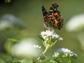 Butterfly of the species Vanessa braziliensis on wildflower Austroeupatorium inulifolium, in