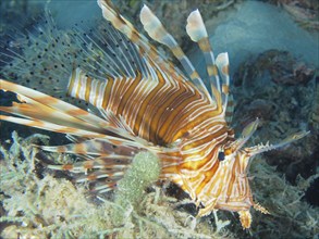 Pacific red lionfish (Pterois volitans), dive site House Reef, Mangrove Bay, El Quesir, Red Sea,