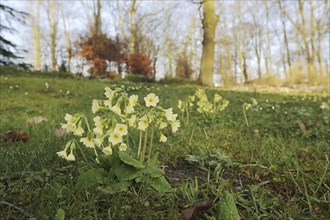 True oxlip (Primula elatior) in spring, North Rhine-Westphalia, Germany, Europe