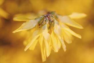 Blossom of the Forsythia (Forsythia), Germany, Europe