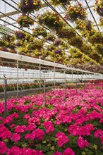 Red and yellow mixed flowers in hanging baskets plus pink Pelargonium, Geraniums in containers