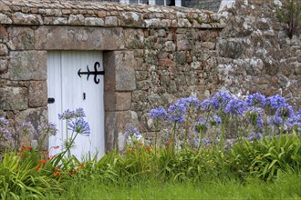 Lilies of the nile (Agapanthus) in front of a granite garden wall, Ile de Brehat, Brittany, France,