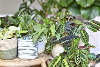 Rban jungle. Different tropical houseplants like Maranta, Philodendron or pothos in basket flower