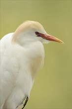 Cattle egret (Bubulcus ibis), portrait, Camargue, France, Europe