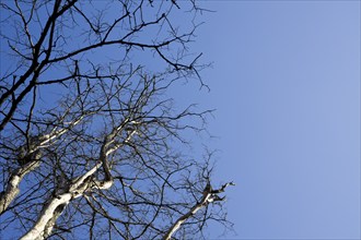 Bare tree branch and sky at autumn