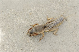 European mole cricket (Gryllotalpa gryllotalpa), Camargue, Provence, southern France