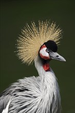 Gray crowned-crane (Balearica regulorum), portrait, captive, occurrence in Africa