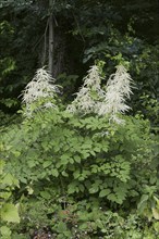 Forest honeysuckle (Aruncus dioicus, Aruncus sylvestris), flowering, North Rhine-Westphalia,