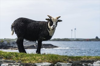 Wild Sheep from Haraldshaugen, HAUGESUND, North Sea in Rogaland County, Åkrafjord, Norway, Europe