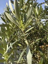 Olive tree (Oliva europea) shows spring shoots sprouts fruit olives, Germany, Europe