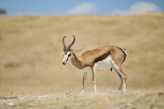 Springbok (Antidorcas marsupialis), standing in the dessert, captive, distribution Africa