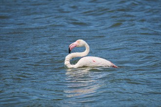 Greater flamingo (Phoenicopterus roseus) standing in the sea, France, Europe