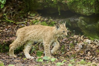 Eurasian lynx (Lynx lynx) youngster walking through a forest, Bavaria, Germany, Europe