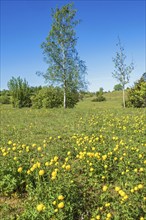 Flowering Globeflower (Trollius europaeus) on a meadow with lush green birch trees