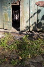 A small cat looks out of a barn, Germany, Europe