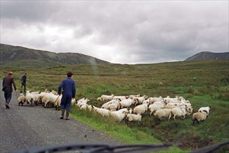 Sheep on the road, farmer, farmer's sons, County Donegal, Republic of Ireland, 29 July 1993,