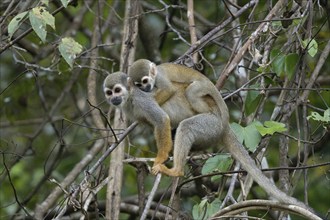 Golden-backed squirrel monkey, Saimiri ustus, carrying a juvenile on the back, Amazon basin,