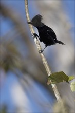 Glossy Antshrike, Sakesphorus luctuosus luctuosus, Amazon Basin, Brazil, South America