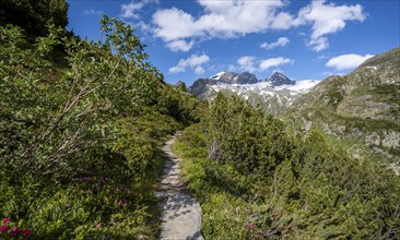 Mountain landscape with hiking trail through mountain pines, behind summit Großer Mörcher, Berliner