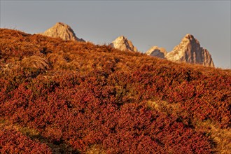 Autumn colouring of blueberry (Vaccinium) in front of mountains, evening light, Dachstein