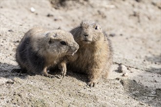 Prairie dogs (Cynomys ludovicianus), Emmen Zoo, Netherlands