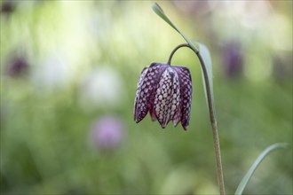 Snake's head fritillary (Fritillaria meleagris), Emsland, Lower Saxony, Germany, Europe