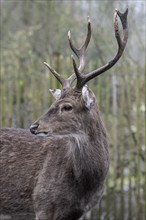 Vietnamese sika deer (Cervus nippon pseudaxis), portrait, Nordhorn Zoo, Lower Saxony, Germany,