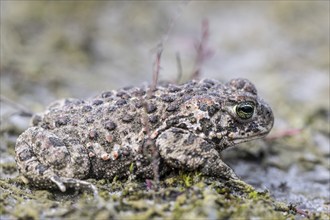 Natterjack toad (Epidalea calamita), Emsland, Lower Saxony, Germany, Europe