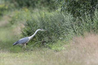 Grey heron (Ardea cinerea), Emsland, Lower Saxony, Germany, Europe