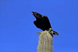 Chihuahuan raven (Corvus cryptoleucus), adult, calling, on saguaro cactus, Sonoran Desert, Arizona,