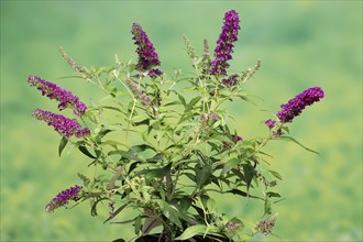 Butterfly-bush (Buddleja davidii), summer lilac, common summer lilac, butterfly bush, lilac spear,