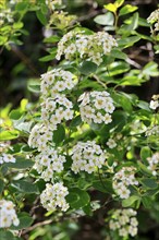 Elm-leaved spirea (Spiraea chamaedryfolia), flower, flowering, Germany, Europe