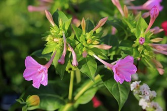 Four o'clock flower (Mirabilis jalapa), flowering, blossom, Elllerstadt, Germany, Europe