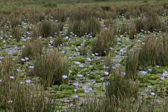 Blue water lily (Nymphaea capensis), Blue Cape water lily, flowering, in the water, Saint Lucia