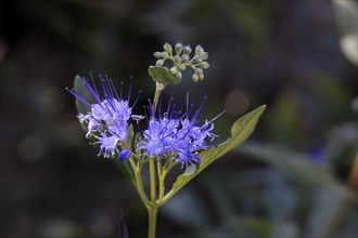 Clandon caryopteris (caryopteris x clandonensis), flower, flowering, Germany, Europe