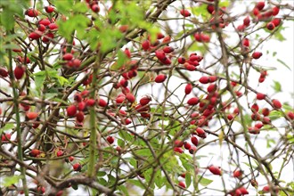 Rosehips, September, Mecklenburg-Western Pomerania, Germany, Europe