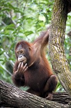 Bornean orangutan (Pongo pygmaeus), juvenile, on tree, Borneo, Malaysia, Asia