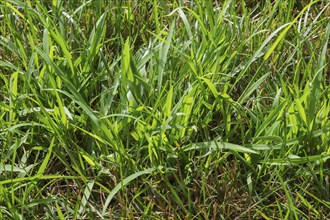 Close-up of Digitaria ciliaris, Crabgrass growing in distressed Poa pratensis, Kentucky Bluegrass