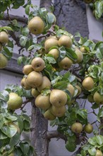 Ripe fruit on a trellis pear (Pyrus) on a residential building, Iphofen, Lower Franconia, Bavaria,