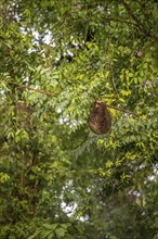 Brown-throated sloth (Bradypus variegatus) hanging asleep in a tree, Tortuguero National Park,