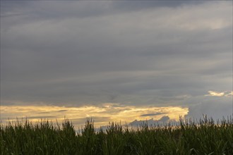 Rain clouds near Babisnau in the Eastern Ore Mountains, Landscape, Babisnau, Saxony, Germany,